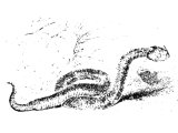 Horned viper (Cerastes cornutus), Heb. PeTheN (Deut.32.33, Job.20.14,16, Ps.58.4, 91.13, Is.11.8, 59.5, Jer.8.17)